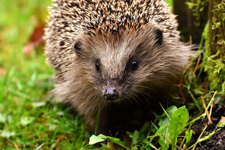 Három év börtönre ítéltek egy férfit, aki felgyújtott egy sünt